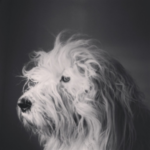 dog photographer