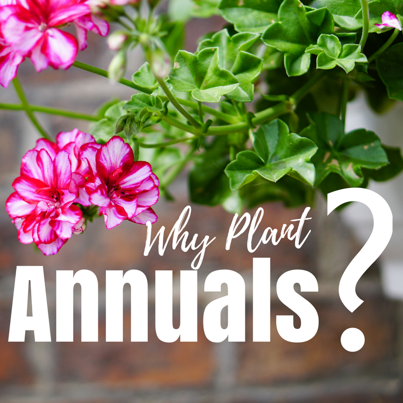 reasons to plant herbaceous annual plants